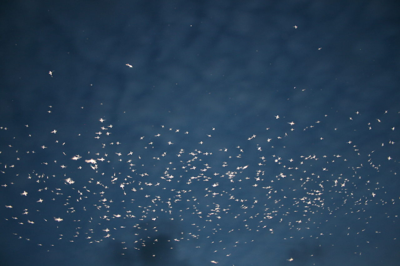 Big data for mosquito control